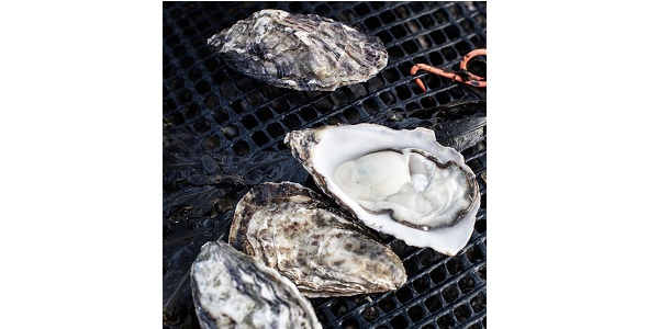 Shauna Magill-Fegan (@lovenifood) on Twitter photo Congratulations to <a href="/BurrenBalsamics/">Burren Balsamics</a> @Clandeboyeyog <a href="/IrishBlkButter/">Irish Black Butter #SBS Winner 2024</a> & Millbay Oysters from <a href="/rooneyfish/">Rooney Fish</a> who have been shortlisted in the Great British Food Awards 2021 #greatbritishfoodawards <a href="/buybritishfood/">Great British Food</a> Congratulations to <a href="/BurrenBalsamics/">Burren Balsamics</a> @Clandeboyeyog <a href="/IrishBlkButter/">Irish Black Butter #SBS Winner 2024</a> & Millbay Oysters from <a href="/rooneyfish/">Rooney Fish</a> who have been shortlisted in the Great British Food Awards 2021 #greatbritishfoodawards <a href="/buybritishfood/">Great British Food</a>