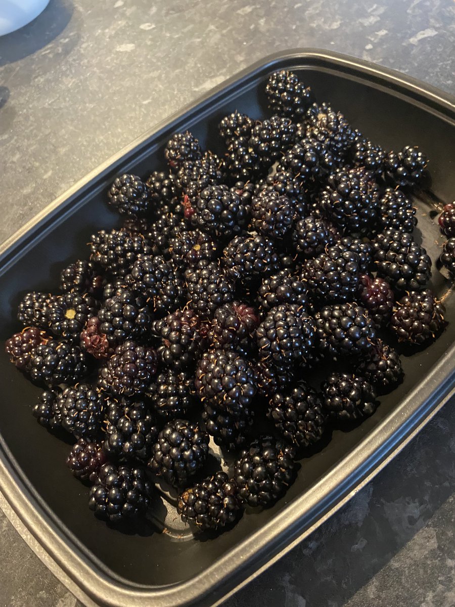 The first forage from my new garden! <a href="/Marketx_guest/">Market Cross Guest House</a> I need some recipe ideas for these blackberries please 😋😋😋