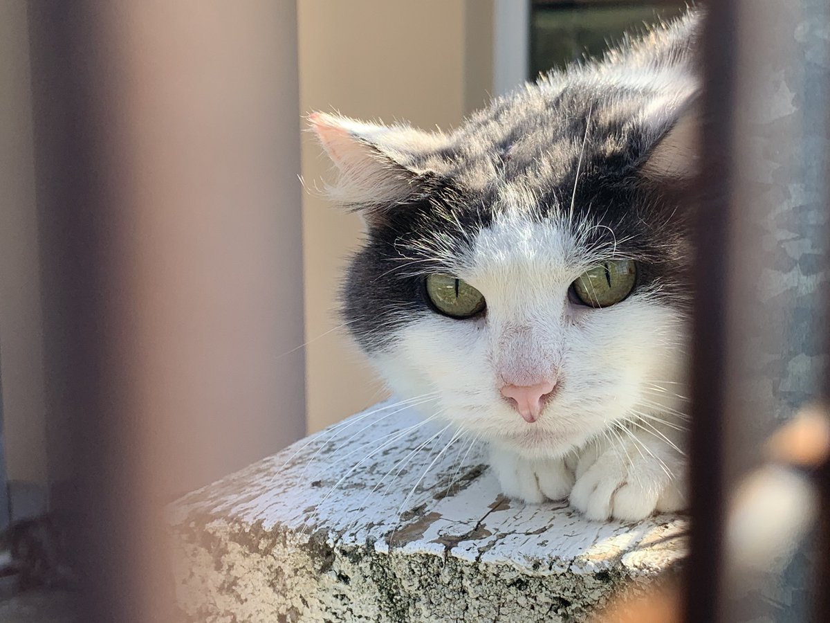 Le nombre d’abandon d’animaux, depuis le mois de Mai, est en forte augmentation. Certains refuges sont saturés en capacité d’accueil. Comme la <a href="/SPA_Officiel/">La SPA France</a> de Thionville. A découvrir ce soir à 18h50 sur <a href="/F3Lorraine/">France 3 Lorraine</a>