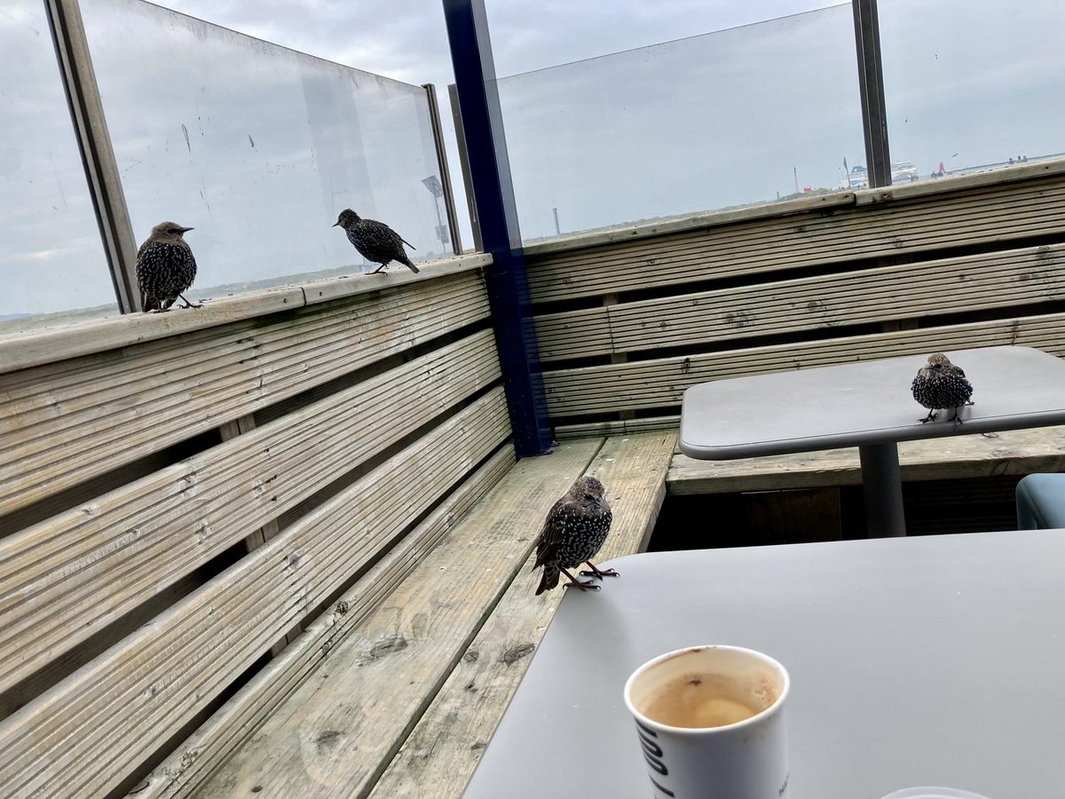 MariaCanEmb's tweet image. Breakfast at the fab Happy Out after a lovely morning swim at beautiful Bull Wall. Some hungry little fellas waiting for the crumbs from my croissant. I am happy out 😊 #lovedublin 💙