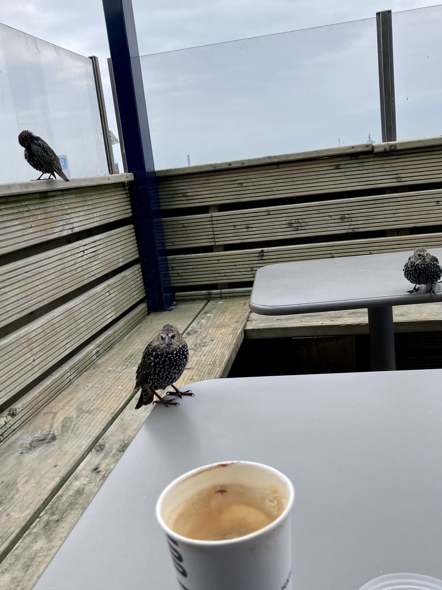 MariaCanEmb's tweet image. Breakfast at the fab Happy Out after a lovely morning swim at beautiful Bull Wall. Some hungry little fellas waiting for the crumbs from my croissant. I am happy out 😊 #lovedublin 💙
