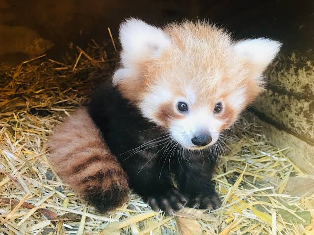 Red Panda Every Hour! (@redpandaeveryhr) on Twitter photo 