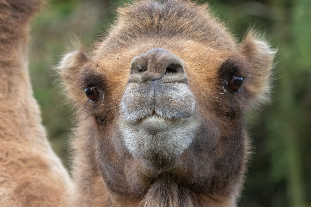 RuffleSnuffle's tweet image. banhamzoo: It's Friday, which means it's time for a #funfact! Are you a #StarWars fan? 🌌

Camels make a wide range of vocalisations - some so ‘alien-sounding’ that they were one of the animals used to create Chewbacca’s voice in Star Wars! 🐫

#funfac…