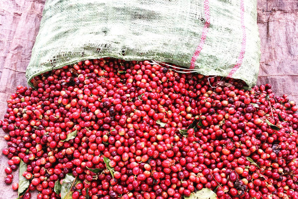 Memli Coffee Lab tweet media