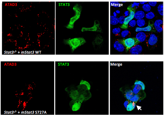 DiBio_UniPD's tweet photo. New publication on the regulation of STAT3, the proliferation of embryonic and tissue stem cells by the group of @F_Argenton and @grazianone
More details here👇
https://t.co/ul6Q9zWPaS
#Y705 #S727 #STAT3 #stemcells #Development @UniPadova @Dev_journal https://t.co/viGIPTHcnN