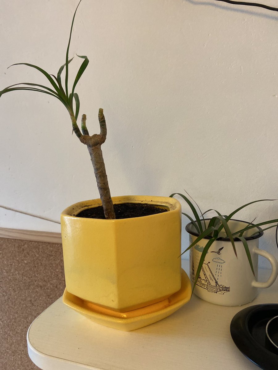 mrUshakovav's tweet image. Умоляю, #садоводы почему растения у меня не выживают? Возможно, из за того, что я люблю разную температуру в доме и мое растение в стрессе на постоянке?