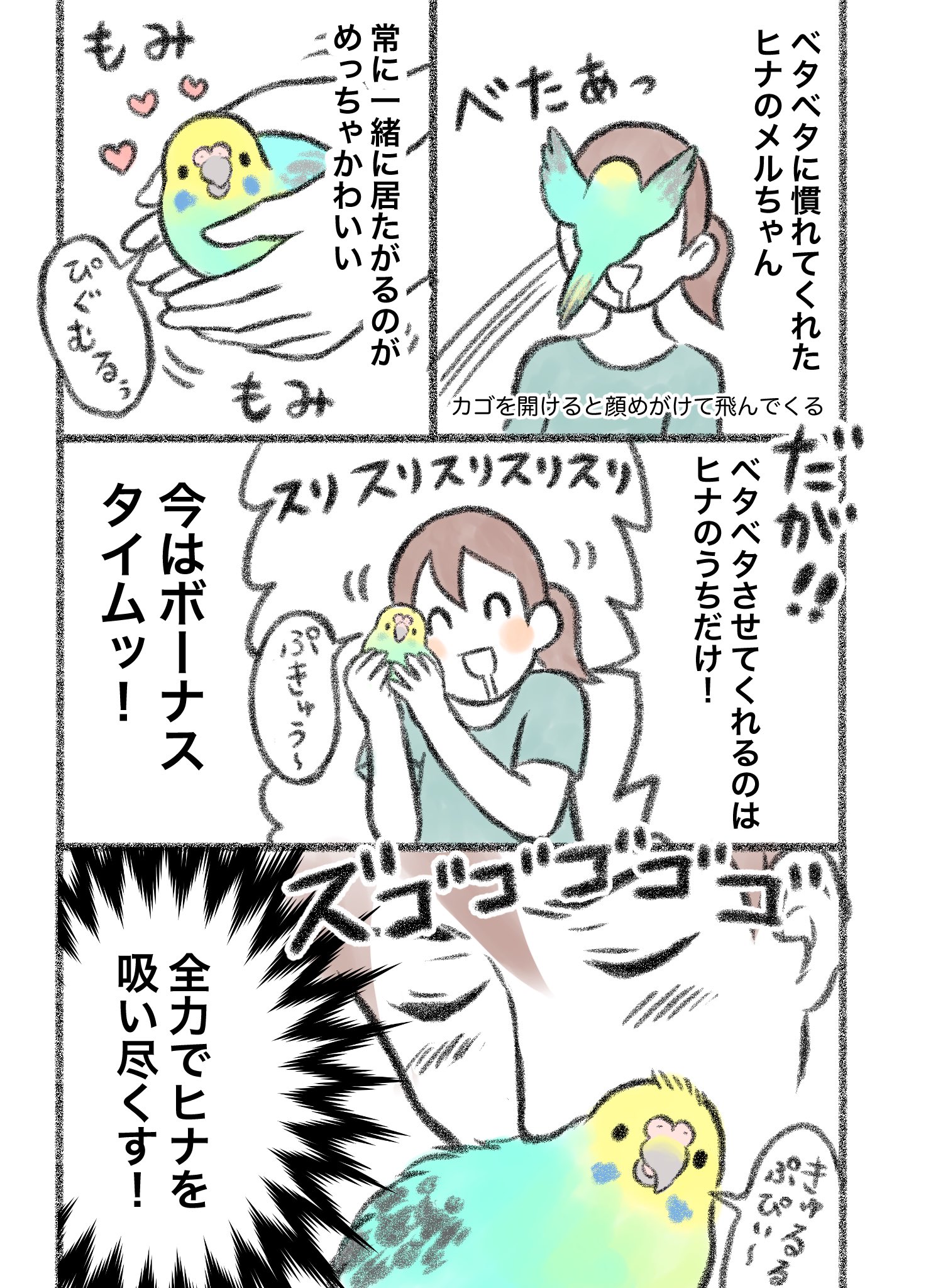 鳥野ニーナ マンガ通販中 マンガ 期間限定ヒナ時代 セキセイインコ 漫画が読めるハッシュタグ T Co Fofmopbo6j Twitter