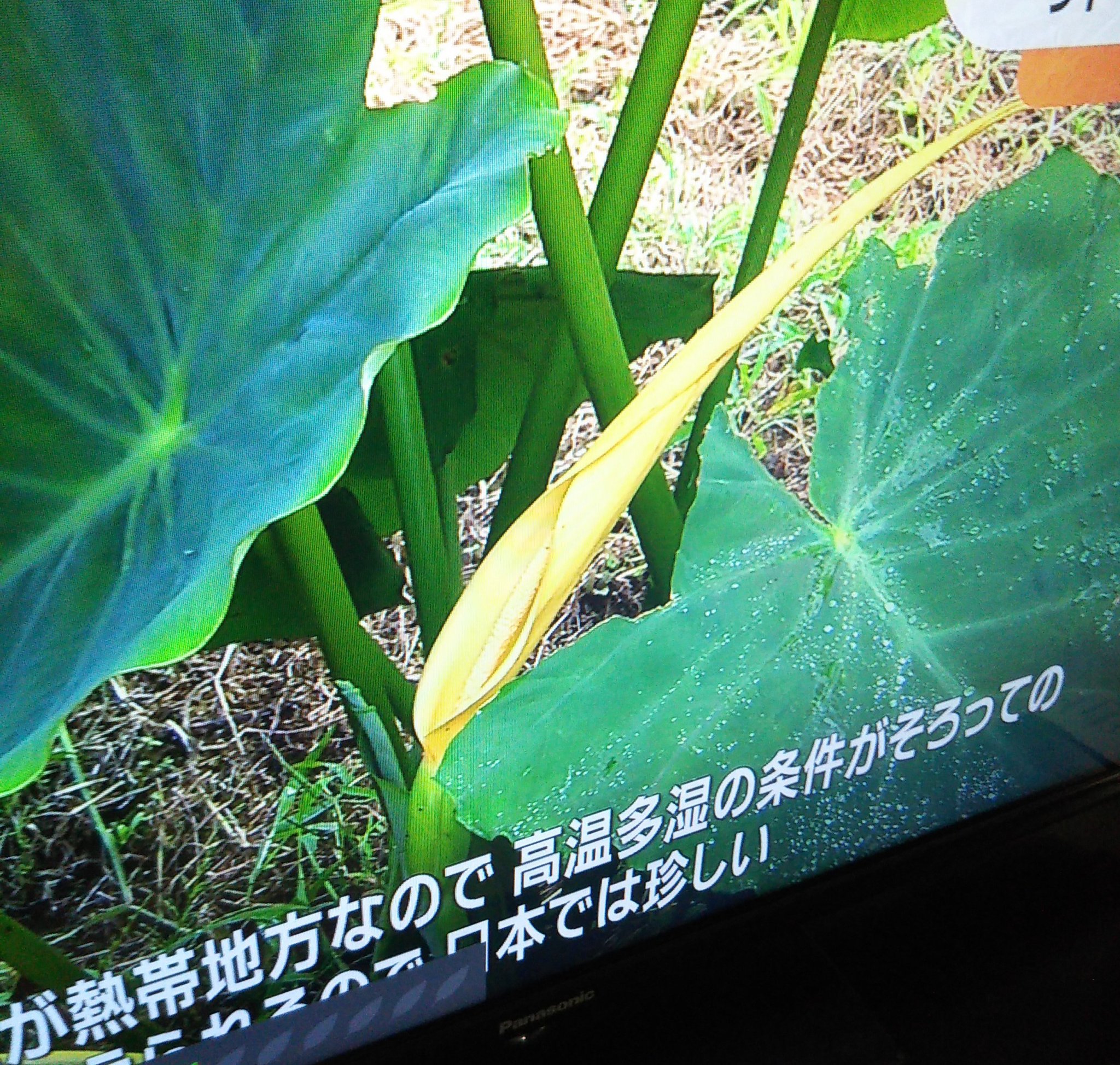 里芋の花 Twitter Search Twitter