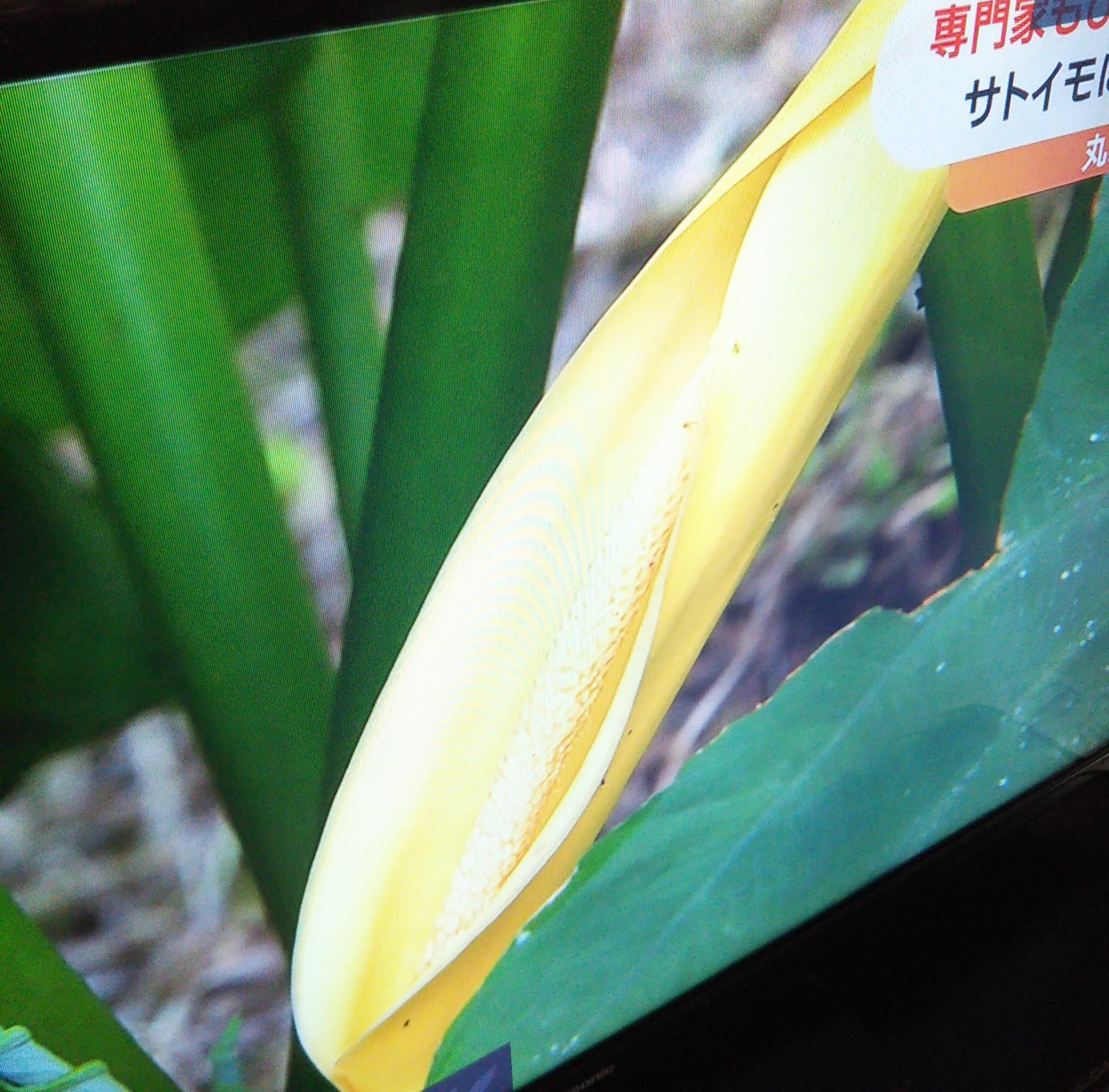 里芋の花 Twitter Search Twitter