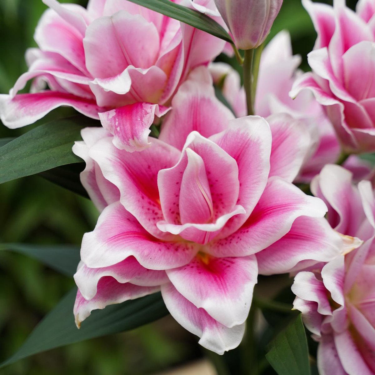 Moermanlilium tweet media