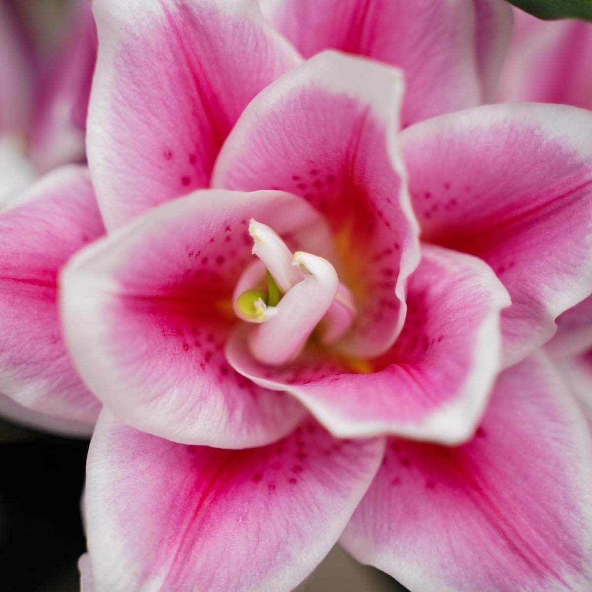 Moermanlilium tweet media