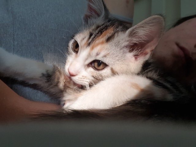 yoga_and_more's tweet photo. do you love me  ?? ❤️ 😺 🎉 🎈 🍀 ❤️ https://t.co/Sq9njvskSx
