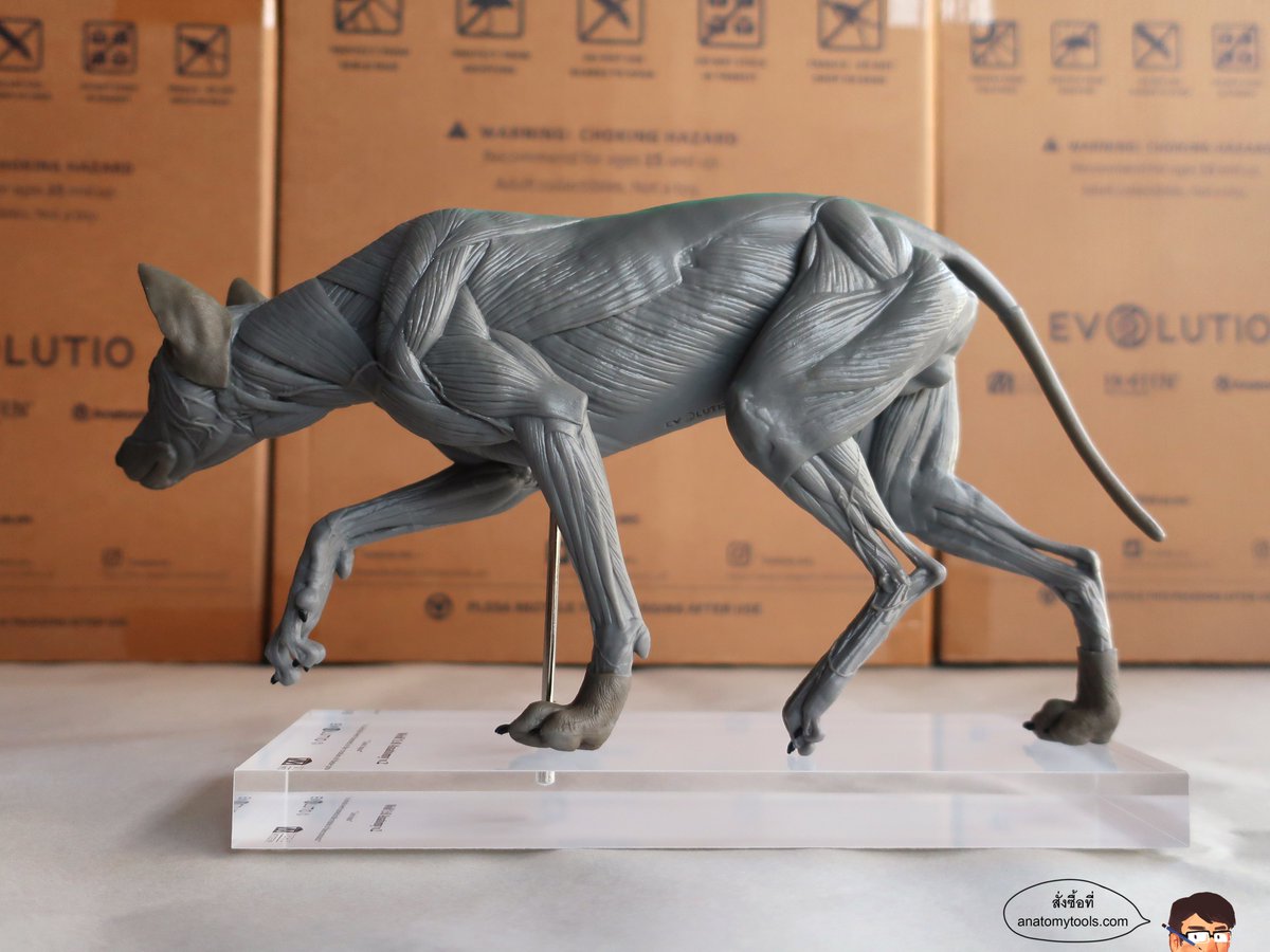 Art_of_Anatomy's tweet photo. Animal anatomy by https://t.co/hmWbn6043h
#evolotion #animalanatomy https://t.co/muCYfulgyD