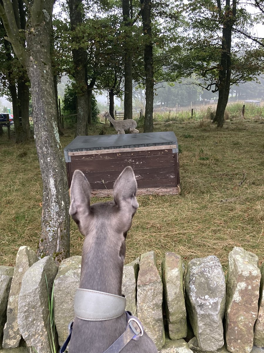 Stare-off grand finale…

Whippet vs alpaca

Who’s winning? 

#dogsoftwitter #dogsareawesome #StareAtGreatness 💛