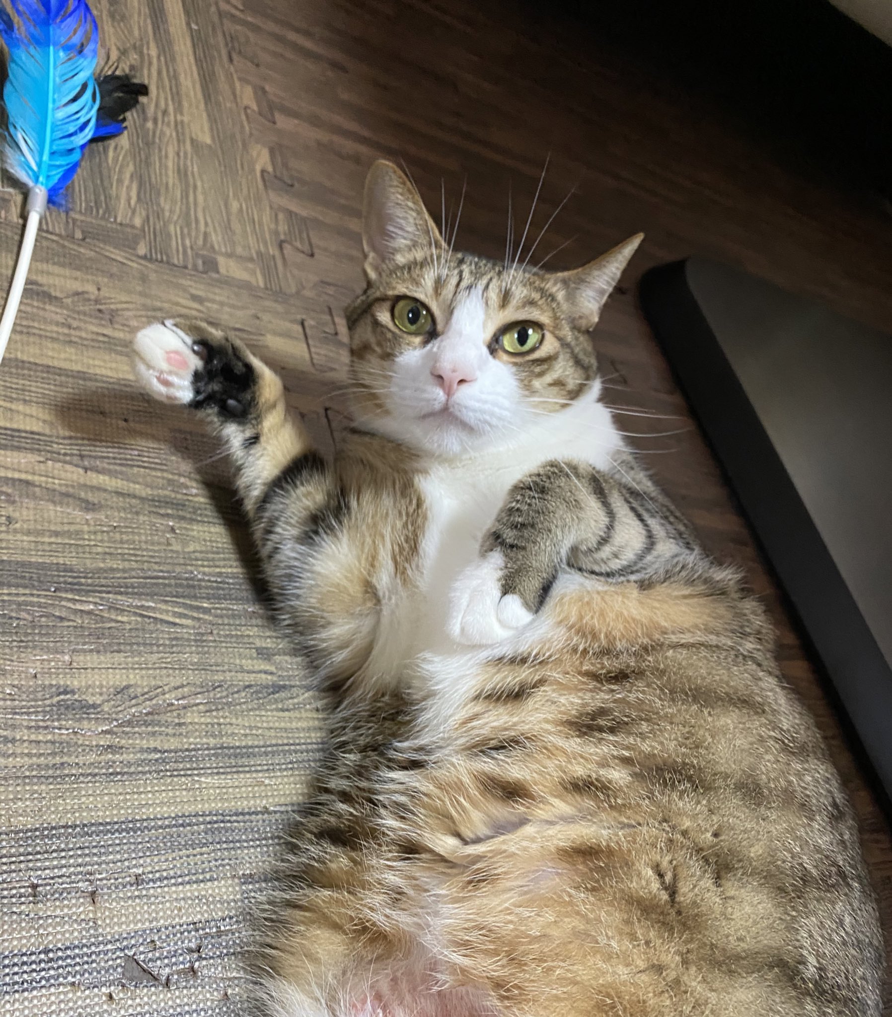 いち 微熱が続いて怠かったの ストレスだったのかな 今朝は熱下がってた メスちゃんがお腹を舐め過ぎ て毛が抜け皮膚炎になっちゃって 写真は敢えて傷カット 病院に連れて行ったら アレルギー持ちかも と検査する事に 1週間後に結果が出ると言われたけど