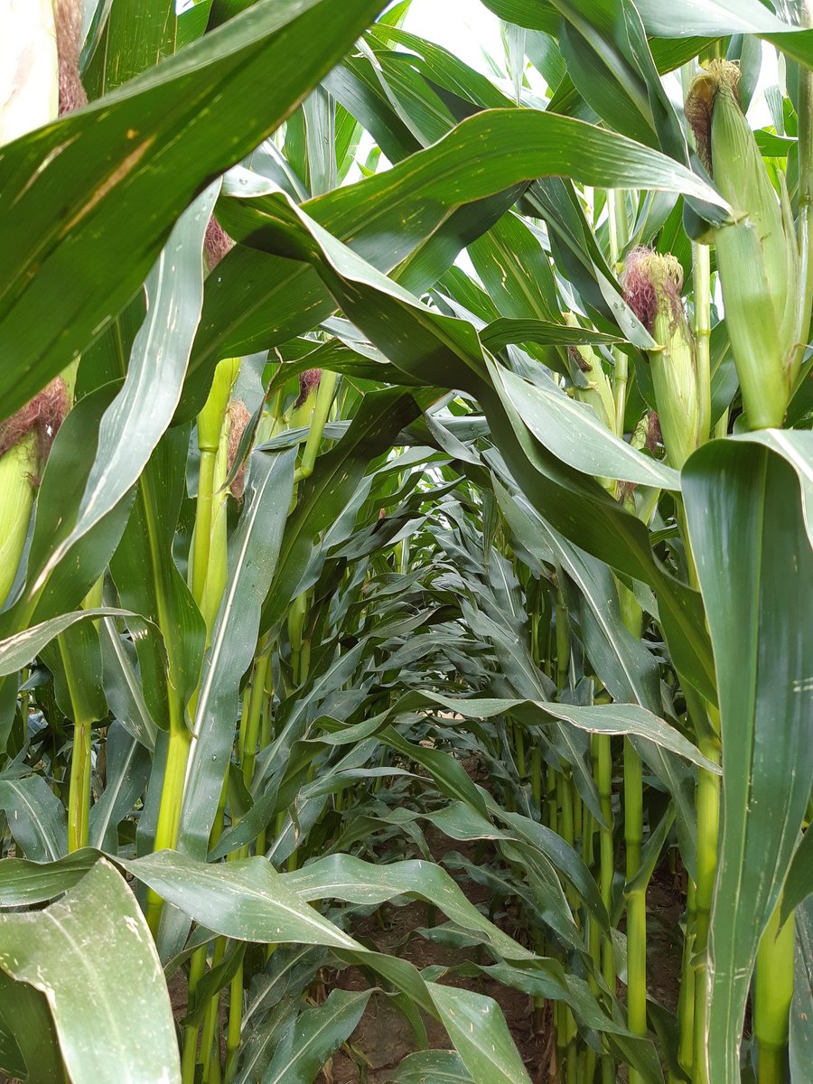 HartmannPerrine's tweet photo. @agrosolutions en visite des essais maïs fourrage chez @UnealCoop.
Des beaux maïs qui n'attendent plus que le soleil pour prendre des couleurs 🌽☀️ https://t.co/vTtFqkUDGn