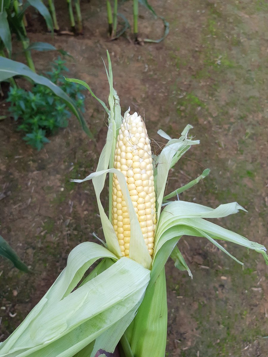 HartmannPerrine's tweet photo. @agrosolutions en visite des essais maïs fourrage chez @UnealCoop.
Des beaux maïs qui n'attendent plus que le soleil pour prendre des couleurs 🌽☀️ https://t.co/vTtFqkUDGn