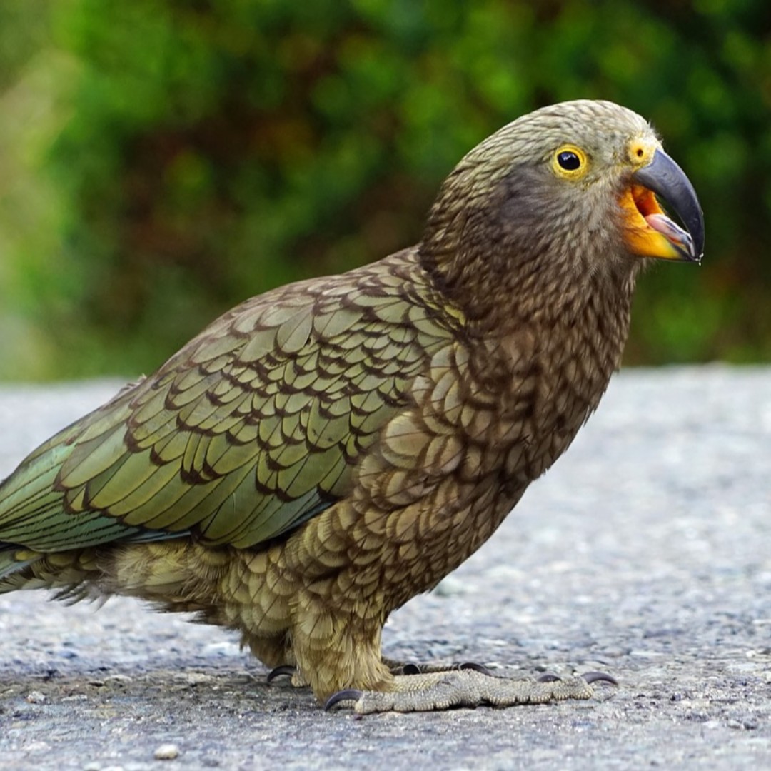 NorthernParrots's tweet photo. Just some of the rarer Parrot species we aren't normally able to post about, like #princessparrots, #greatervasaparrots and #keaparrots. Have you ever seen these or do you own one? #fridayfun #fridayfunday https://t.co/QawtMG6UVw
