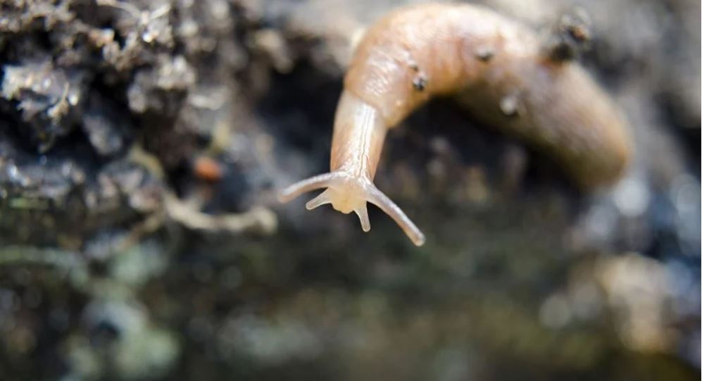 📣 Independent trials on four slug pellet products… the results are in!  
Gusto IRON ferric phosphate-based slug pellets, remain mould-free, durable &amp; visible for longer than competitor products ⏲️ Check out the trial results 👀  hubs.la/H0Wz1Rp0