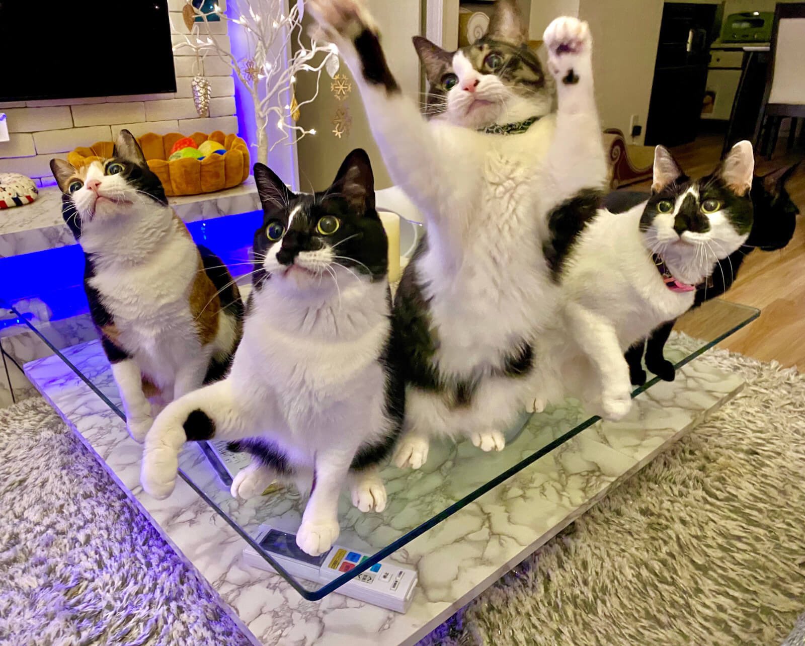 響介 猫マスター響介です 坂上どうぶつ王国 僕の特集 お楽しみいただけましたか 実話だから凄いんです 我が家の猫と僕が一緒にいれば最強です 日頃幸せのお裾分けをモットーにした 変顔猫リュックと愉快な仲間たち