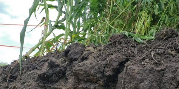 Road trip! But this time, it's all online. <a href="/MelLuymes/">Mel Luymes</a> of the <a href="/SoilNetwork/">Ontario Soil Network</a> explains what the network is all about and how you can tour 100 fields from your home: ow.ly/9BEA50G3Gwv #ontag #soilhealth #covercrops