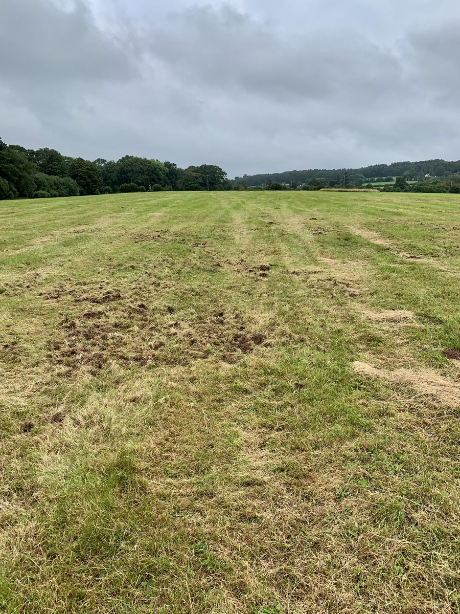 trellechpew's tweet photo. More Badger damage this morning on wet meadow ! #wetmeadows #monmeadows #monmouthshire #trellech #trelleck #viewfromthepew https://t.co/iH5SHk2olS
