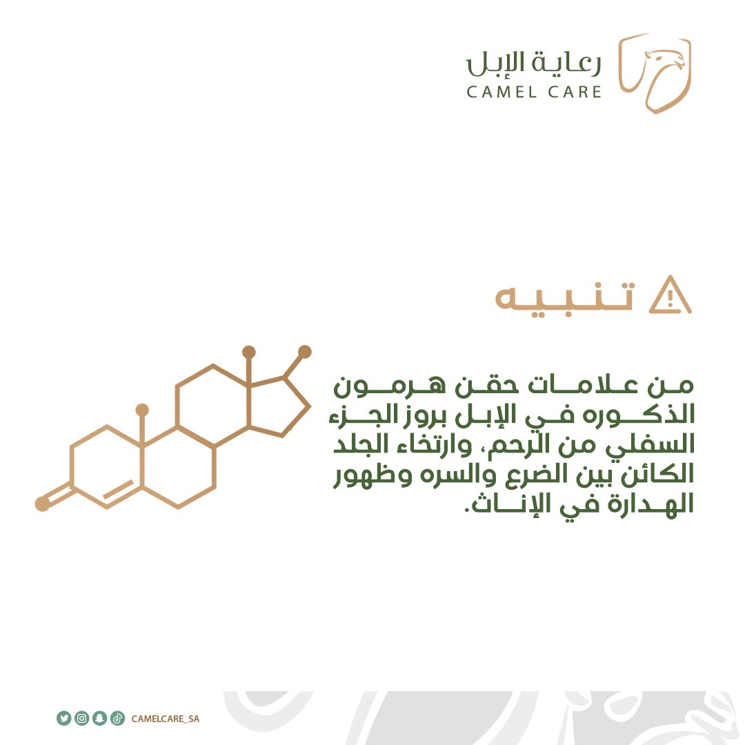 من علامات حقن هرمون الذكوره في الإبل:

#رعاية_الابل