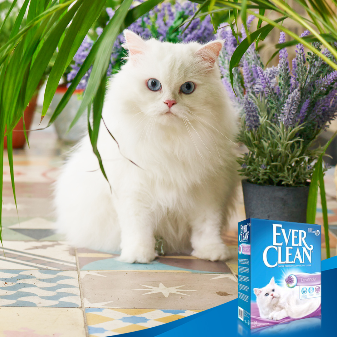 EverCleanTR's tweet image. Doğadan ilham alan Ever Clean Lavender kokulu topaklanan kedi kumu, gerektiğinde taze bir aroma üretir. 💐

Ever Clean kedi kumları hakkında daha fazla bilgi almak için: everclean.com.tr/kumlarimiz

#EverCleanTR #kedikumu #kedibakımı #kediebeveyniolmak #Lavender