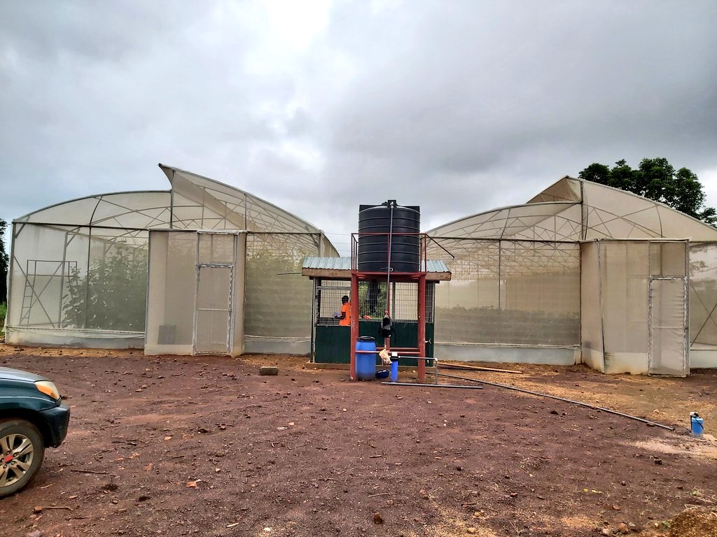 MaartenHermus's tweet photo. Great day 2 at @HGTGhana visiting @tropicalgrowers greenhouse and #Defarmacist nethouse with @dansoa_maame , @AgyemanCharles and @DefarmerAlex ! Sweet peppers and crunchy cucumbers for #Accra! https://t.co/zG0DILh5Q0