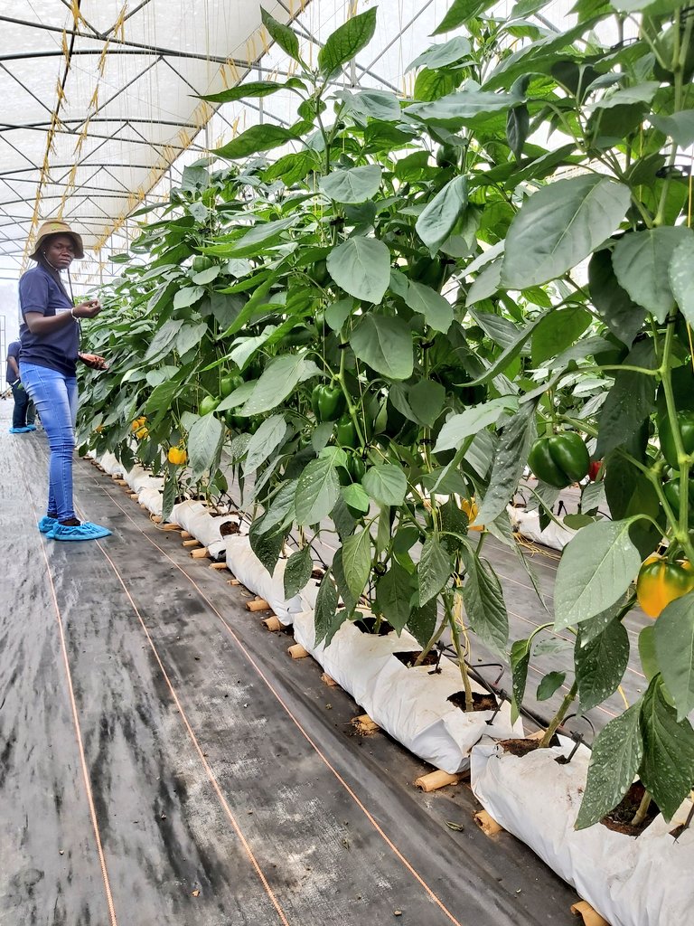 MaartenHermus's tweet photo. Great day 2 at @HGTGhana visiting @tropicalgrowers greenhouse and #Defarmacist nethouse with @dansoa_maame , @AgyemanCharles and @DefarmerAlex ! Sweet peppers and crunchy cucumbers for #Accra! https://t.co/zG0DILh5Q0
