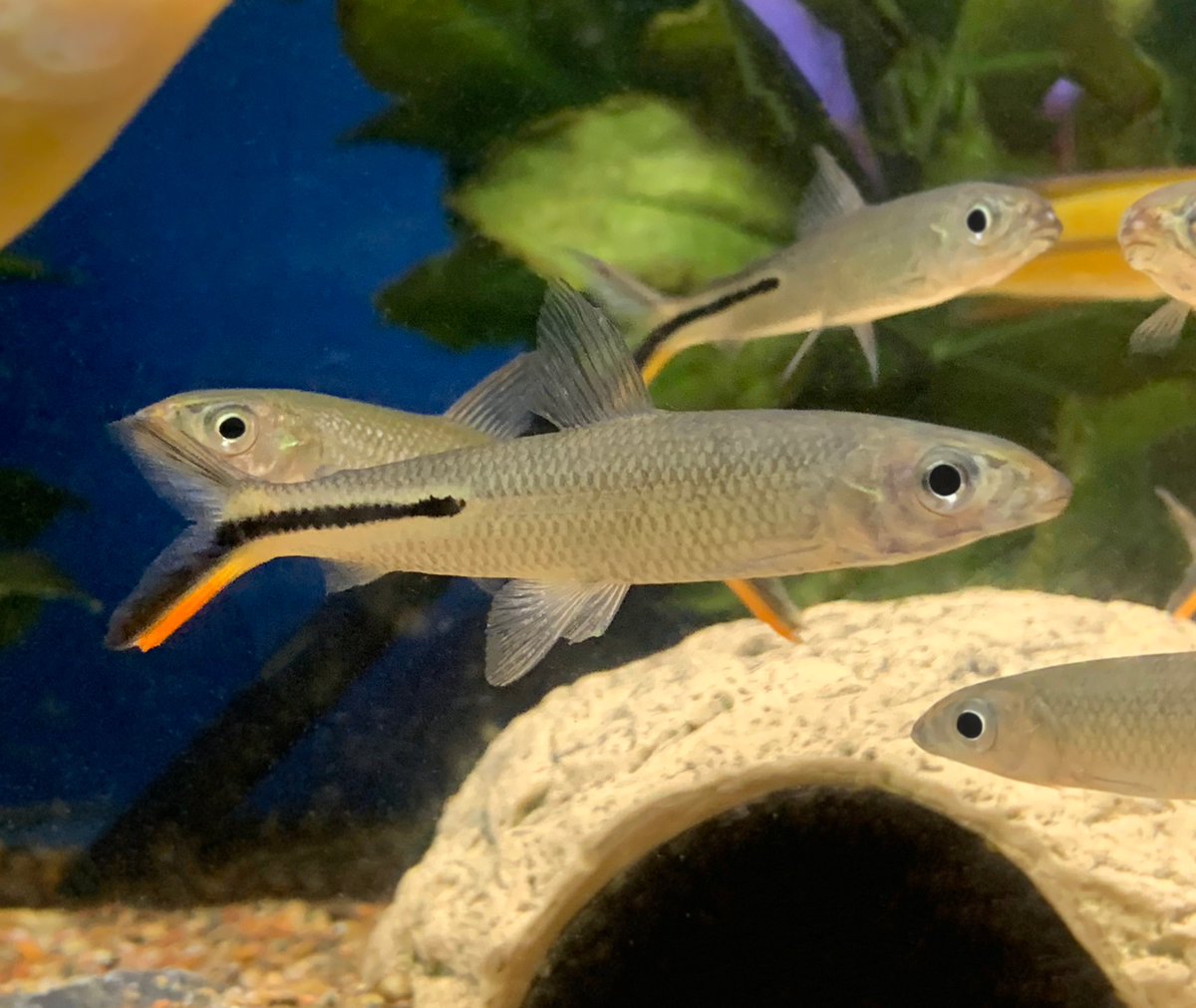 Red Tail #Hemiodus are not super common in the #aquariumhobby, but we got em! Come see this cool shoaling fish in the shop!