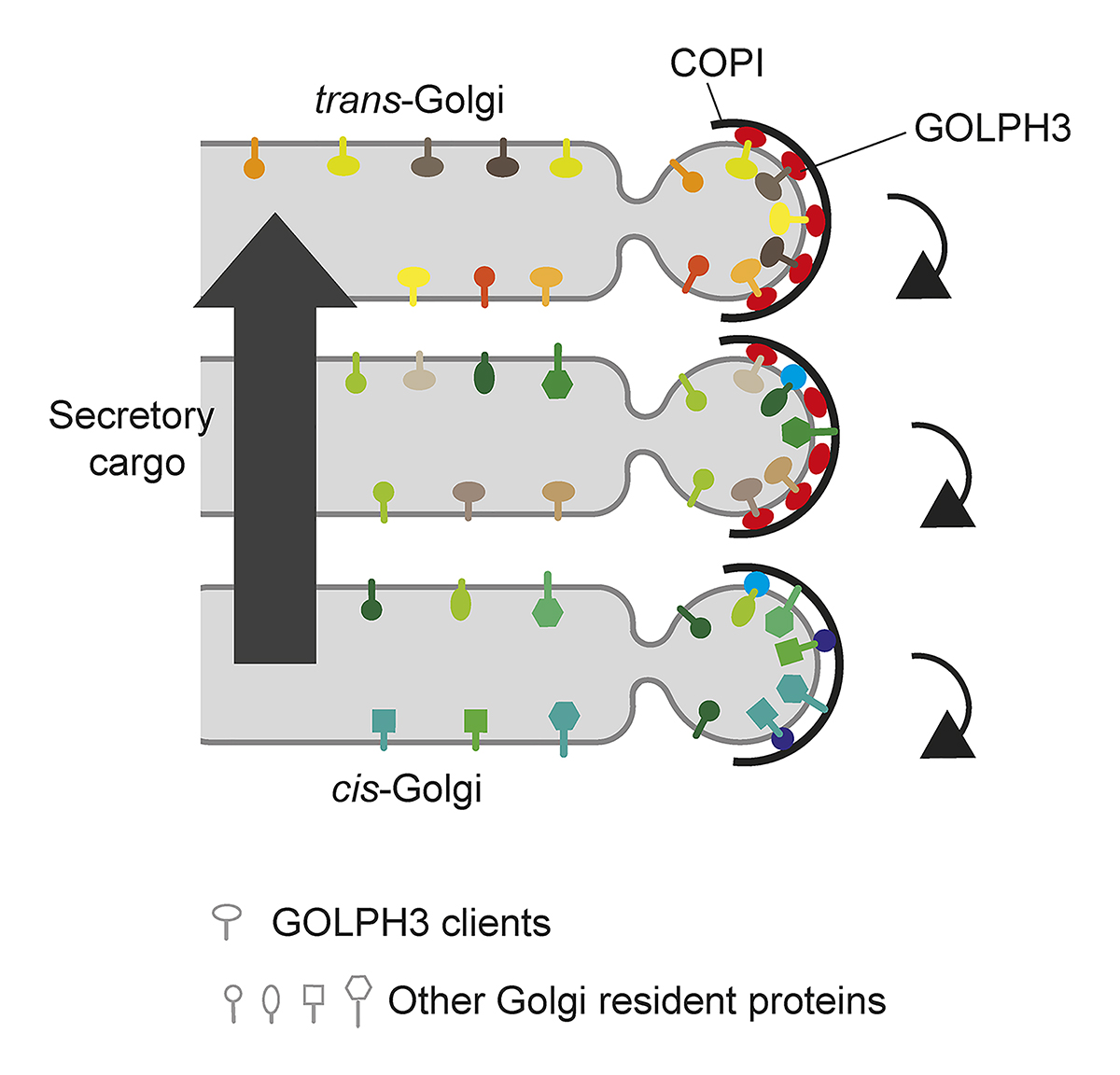 In a new Spotlight article, Martin Lowe <a href="/OfficialUoM/">The University of Manchester</a> discusses recent work from @Lozwelch et al. (bit.ly/2WQpI1t) describing a central role for GOLPH3 in sorting Golgi proteins to maintain Golgi homeostasis. bit.ly/3BTaBDt