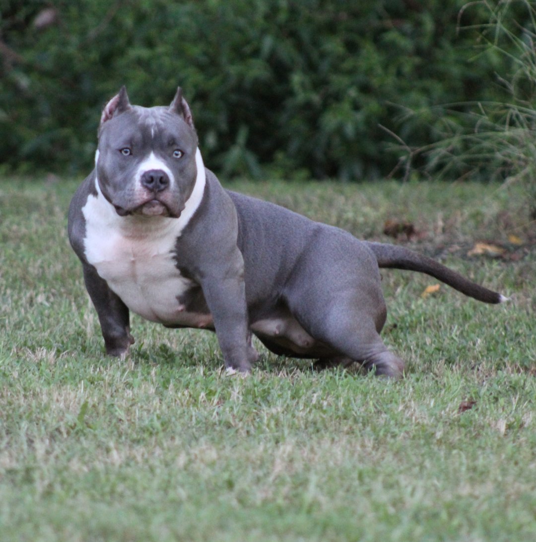 BullzFo6's tweet photo. MBT MAXIMUS X FLK MILA
QUEEN π SHEBA π
#abkcstrong #abkc #americanbully #daxline #daxblood #louisvline #louisvblood #casadiablobullies #sbc #804bullies #85south #vabullies #newjerseybullies https://t.co/duh5f8Lfbv