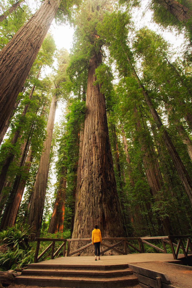 ryancortiz's tweet photo. Redwood National Park 🌲 https://t.co/wrcPN932eh