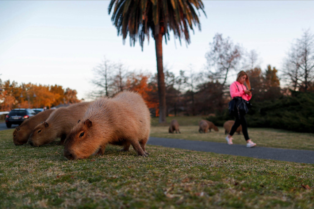 nypost's tweet photo. World's largest rodents reclaim home, poop on wealthy gated community https://t.co/L84epPWZZ2 https://t.co/izjiQyEFdj