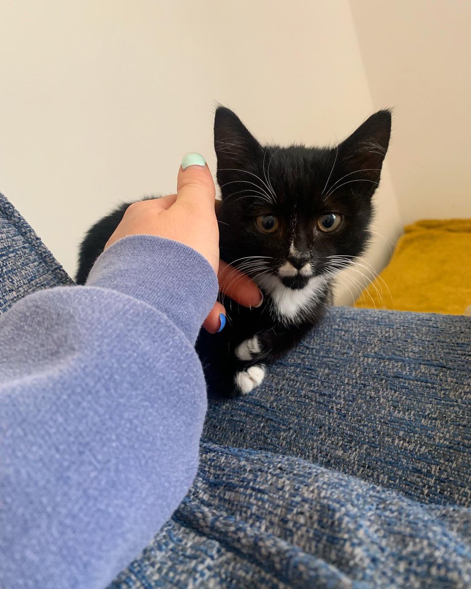 _BethAllen's tweet photo. Hi Duncan, I want you to meet Duncan the kitten! He was found at the Burton on Trent site all alone! So we felt obliged to take him in and name him after you… It’s definitely a trip to the gym I’ll never forget 😃🐾💚 @DuncanBannatyne https://t.co/XVLLYvUfq0