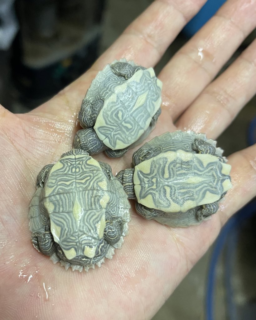 カメのたね Kamenotane Twitter