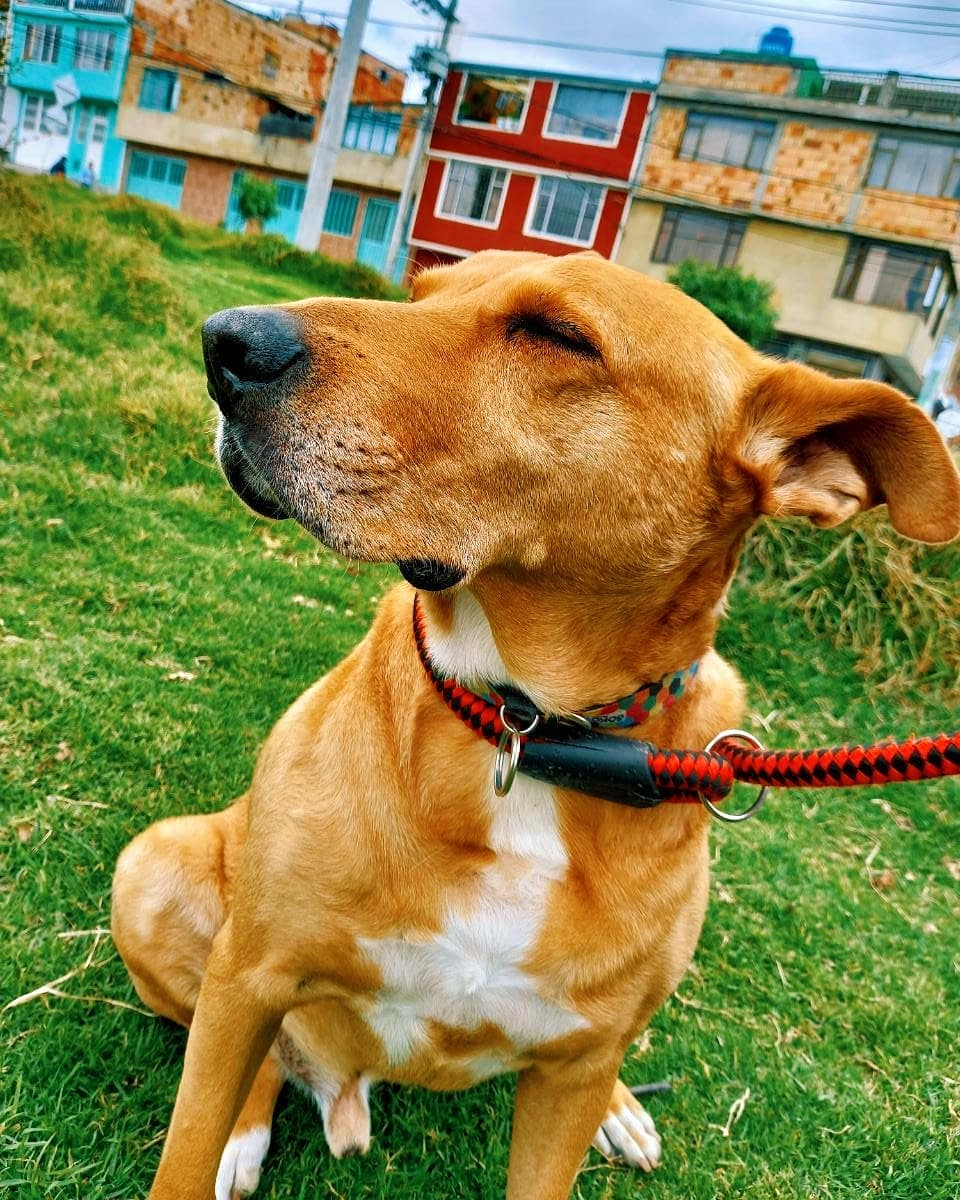 ArcaLuminosa's tweet photo. BUENOS DIAS HUMANOS ❤️

Hoy es viernes y GARDEL lo sabe 💘, y solo le falta una cosa para ser completamente feliz: UNA FAMILIA 🥺.

Ya han pasado muchos meses y seguimos a la espera de ese formulario especial ❤️, Gardel muchas veces es ignorado por ser adulto y grande 🥺, https://t.co/JES1GJJH2z