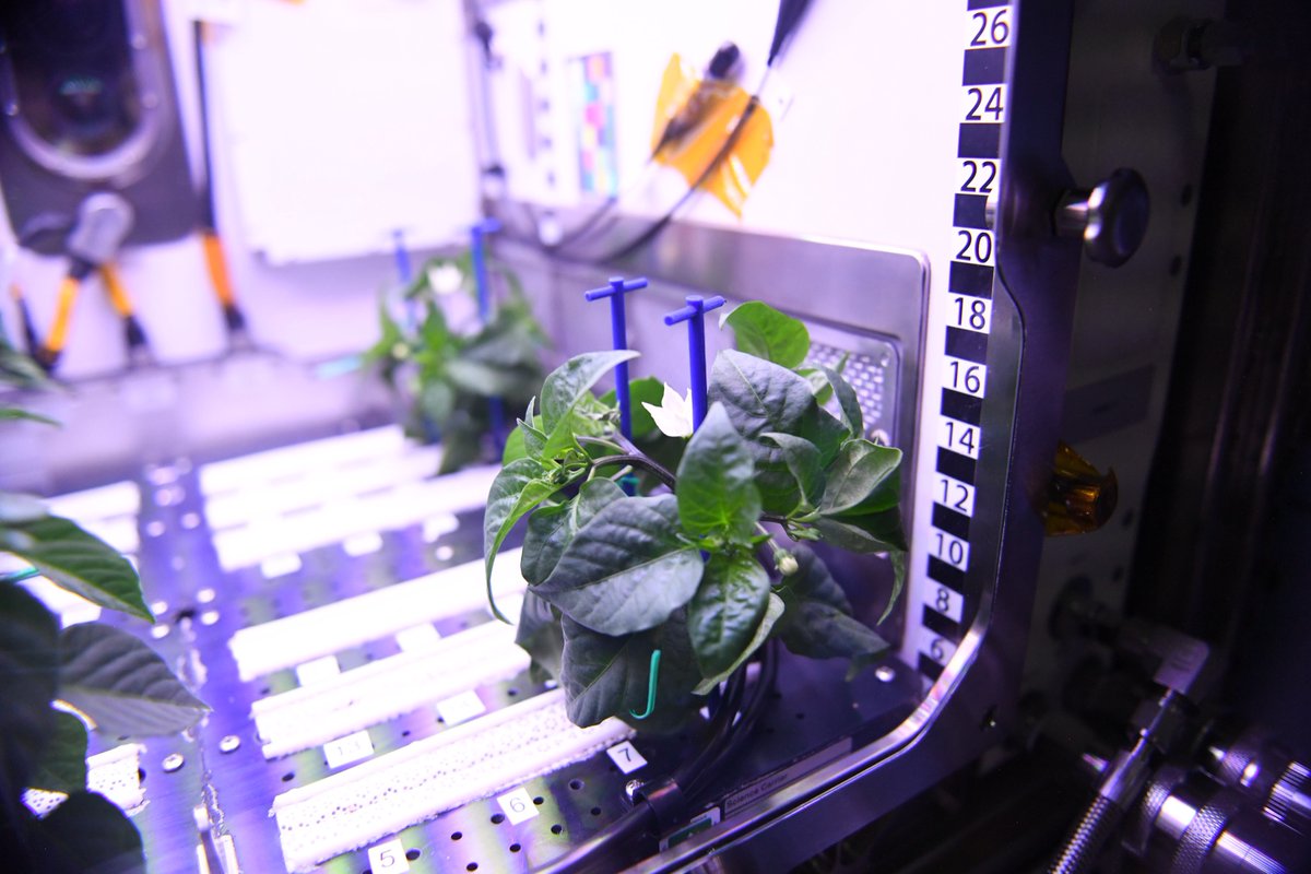Astro_Megan's tweet photo. Space Chile update: they’re blooming🌸! I’m grinning! We expect to see small developing fruit in another week. Learning to grow these more complicated plants in @Space_Station’s unique environment will enable astronauts on future planetary missions to grow some of their own food! https://t.co/gGtQqyaKs0