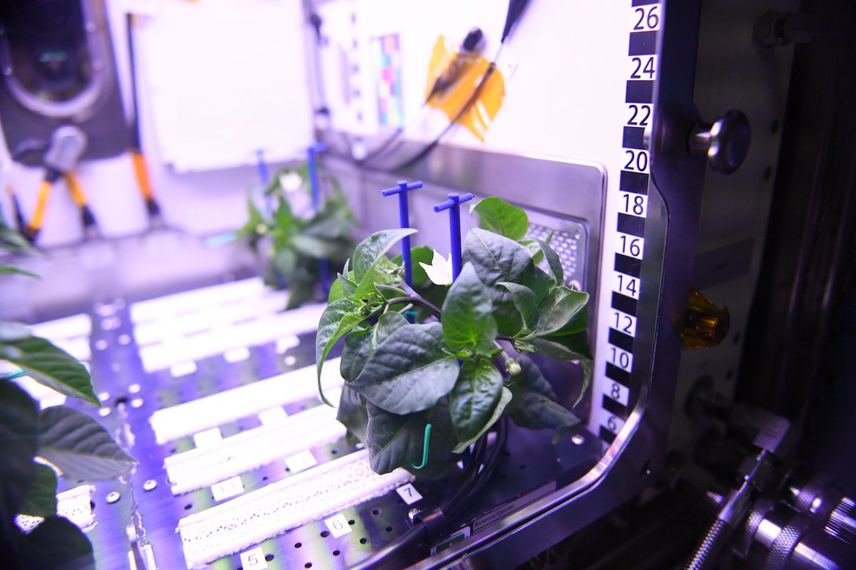 Space Chile update: they’re blooming🌸! I’m grinning! We expect to see small developing fruit in another week. Learning to grow these more complicated plants in @Space_Station’s unique environment will enable astronauts on future planetary missions to grow some of their own food!