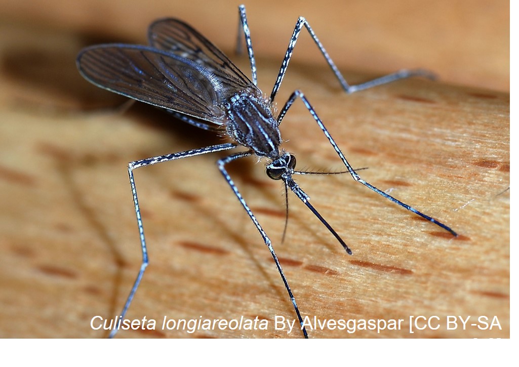 LifewatchBE's tweet photo. A new exotic mosquito (Culiseta longiareolata) has been detected in Belgium and the Netherlands, using the @LifewatchBE #BopCo DNA barcoding. Not dangerous for humans, but can be for birds. https://t.co/gLE33S4Blb
🦟👉Read the whole article: https://t.co/VVDctmQyqe https://t.co/po4FGdJYvR