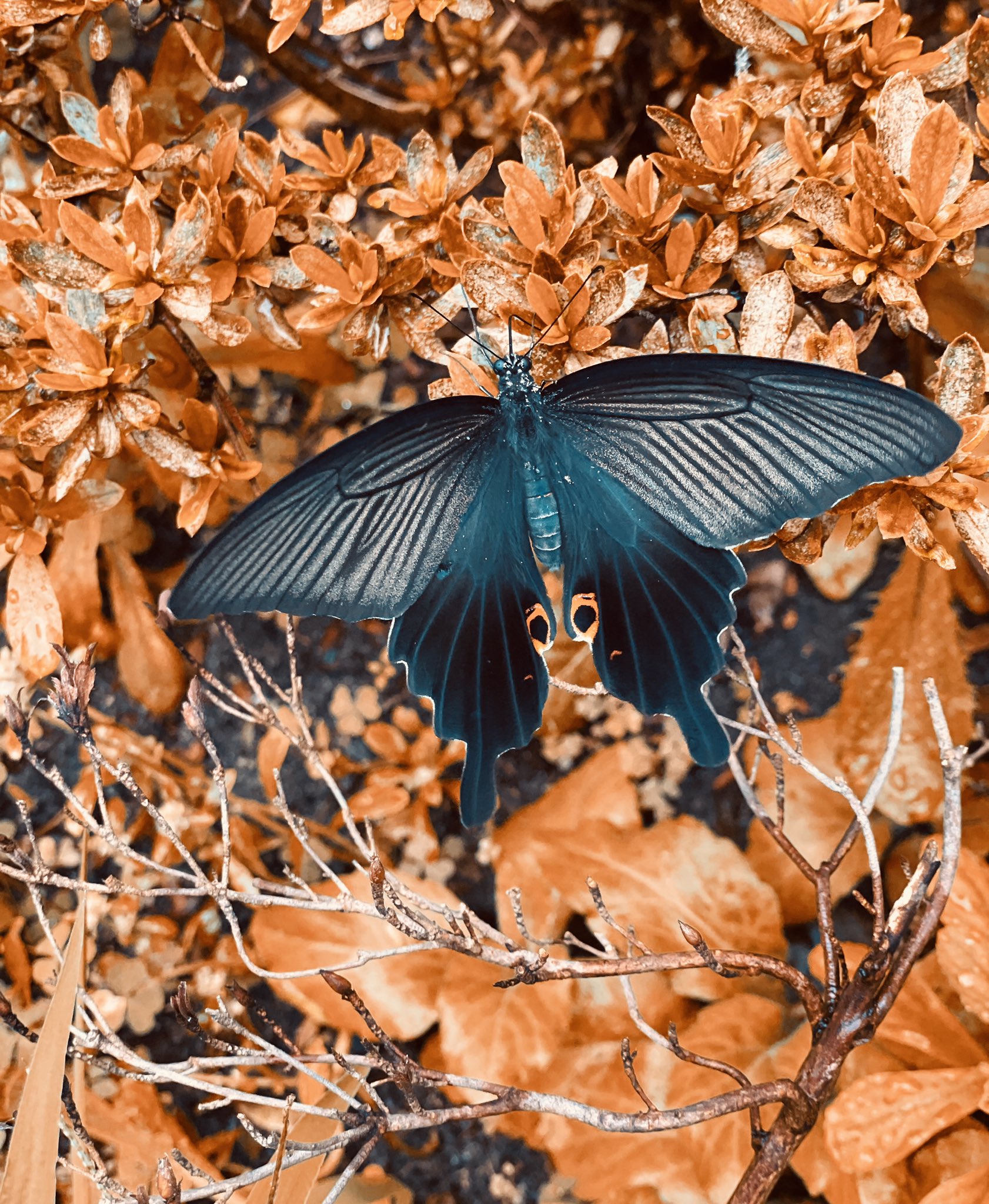 GAKKIN  BLACK BUTTERFLIES HANABATSU