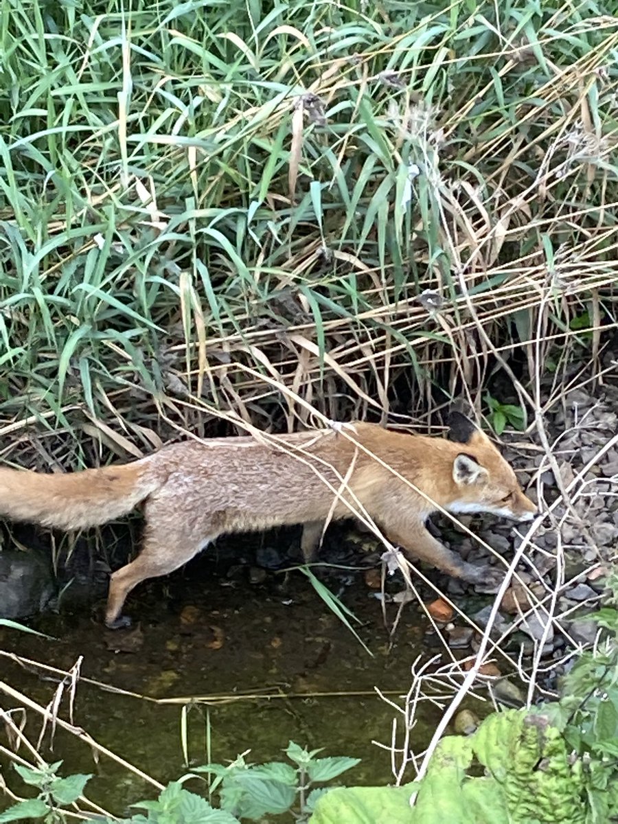 geomax54's tweet photo. Water of Leith young fox at Warriston/Logie Green. #waterofleith#WOLTC https://t.co/NtHrG9zhu7