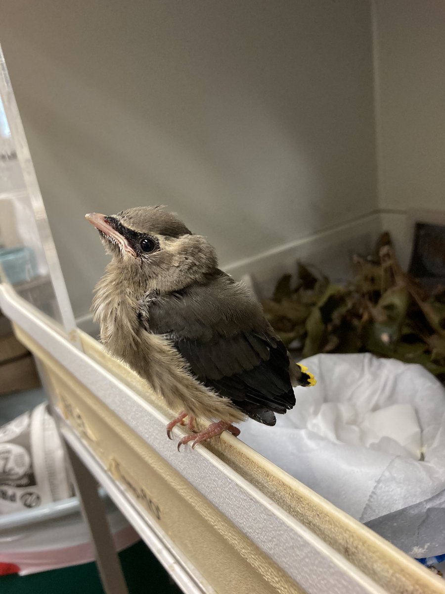 BlueRidgeWildlifeCtr on Twitter "While many birds have finished