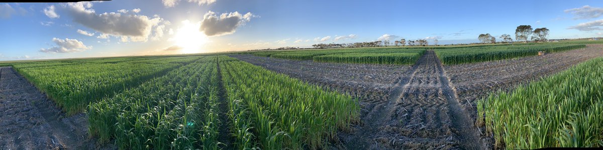 When you’re happy if your crop looks like the first picture, until you see the second picture. Another F&amp;G site looking a million bucks, big credit to <a href="/RichieAgroRich/">Cultivate Research Solutions</a>