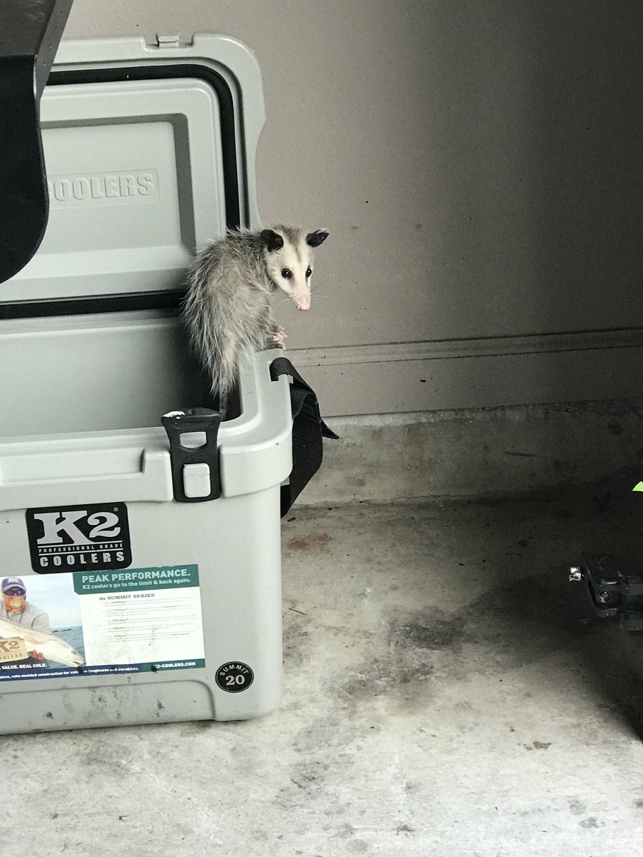 PintSizedFun1's tweet image. Found this little guy/gal in my garage this morning Anyone know what kind of cat this is? 👀