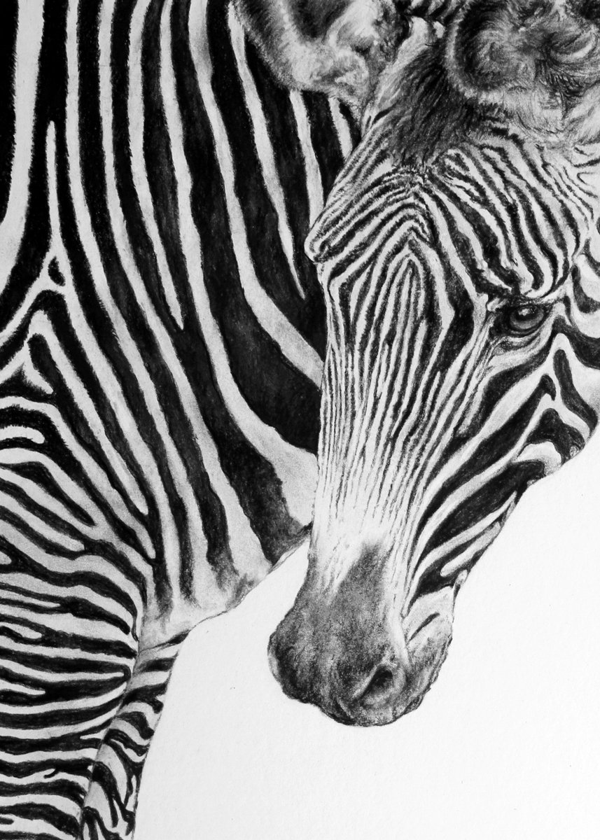 So happy to learn that my charcoal drawing ‘Stripes’ has been selected as 1 of the 100 finalists for Sketch For Survival 2021. 
#sketchforsurvival @realafrica #ArtistOnTwitter #zebra #drawing #Scottishartist