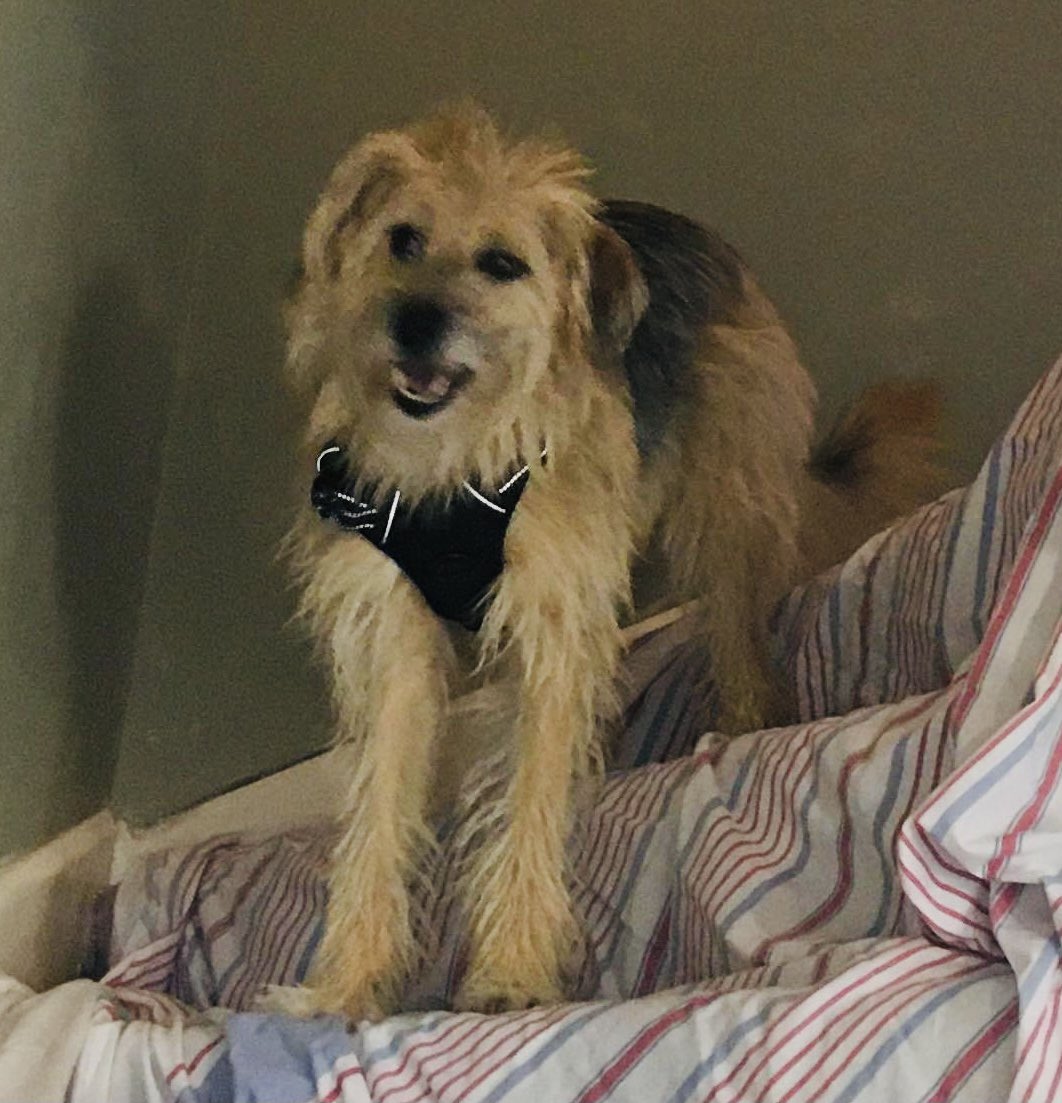 #MISSING: Have you seen Fran?

4-year-old female #dog missing since 4pm on Wednesday 1 September from #EarlswoodCommon #B94 Microchipped. No collar. If there are ANY sightings of her, let #SU know. Please RT.