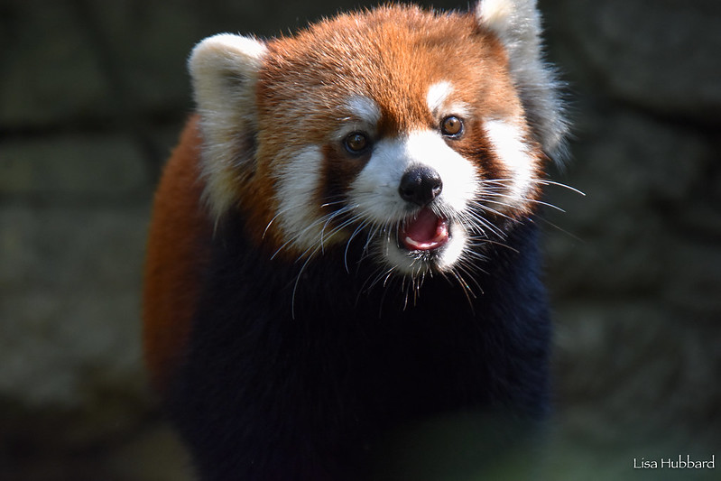 CincinnatiZoo's tweet photo. Smile, it's Friday! Bamboo constitutes about 95% of the red panda's diet. They can spend up to 13 hours a day foraging for bamboo, eating only the youngest, most tender leaves. A small, thumb-like bone that sticks out from the wrist that helps them grasp the bamboo. https://t.co/jRwUDJ4Dzd