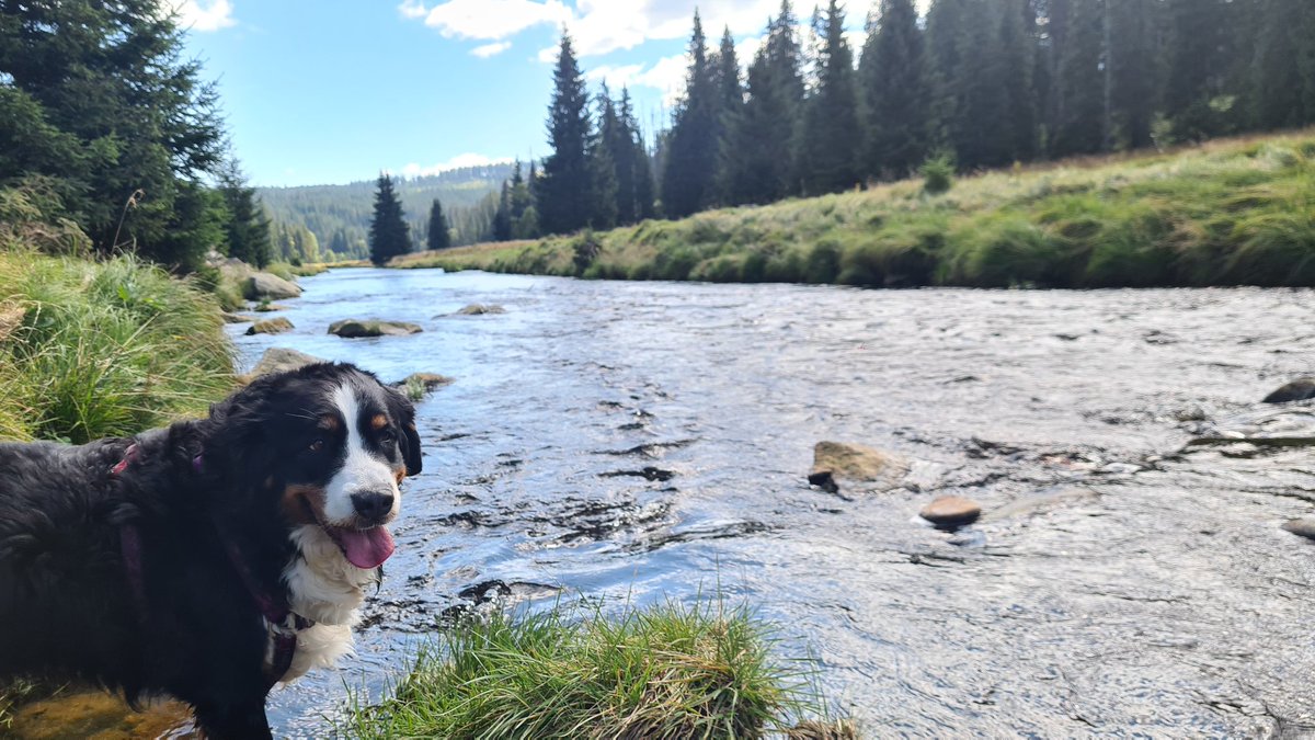 mabecz's tweet photo. Takhle by ten pátek šel, Modrava super, pivo fajn, dokonce i bohemáky jsme potkali a koupačka taky byla 🏞️🍺🦘🐶 #minidovolena #modrava https://t.co/whjAejo5Ph